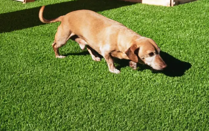 Tan dog lying on artificial turf beside backyard play equipment