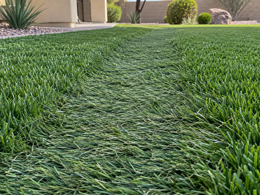 Artificial turf with a broad flattened traffic lane between areas of upright fibers