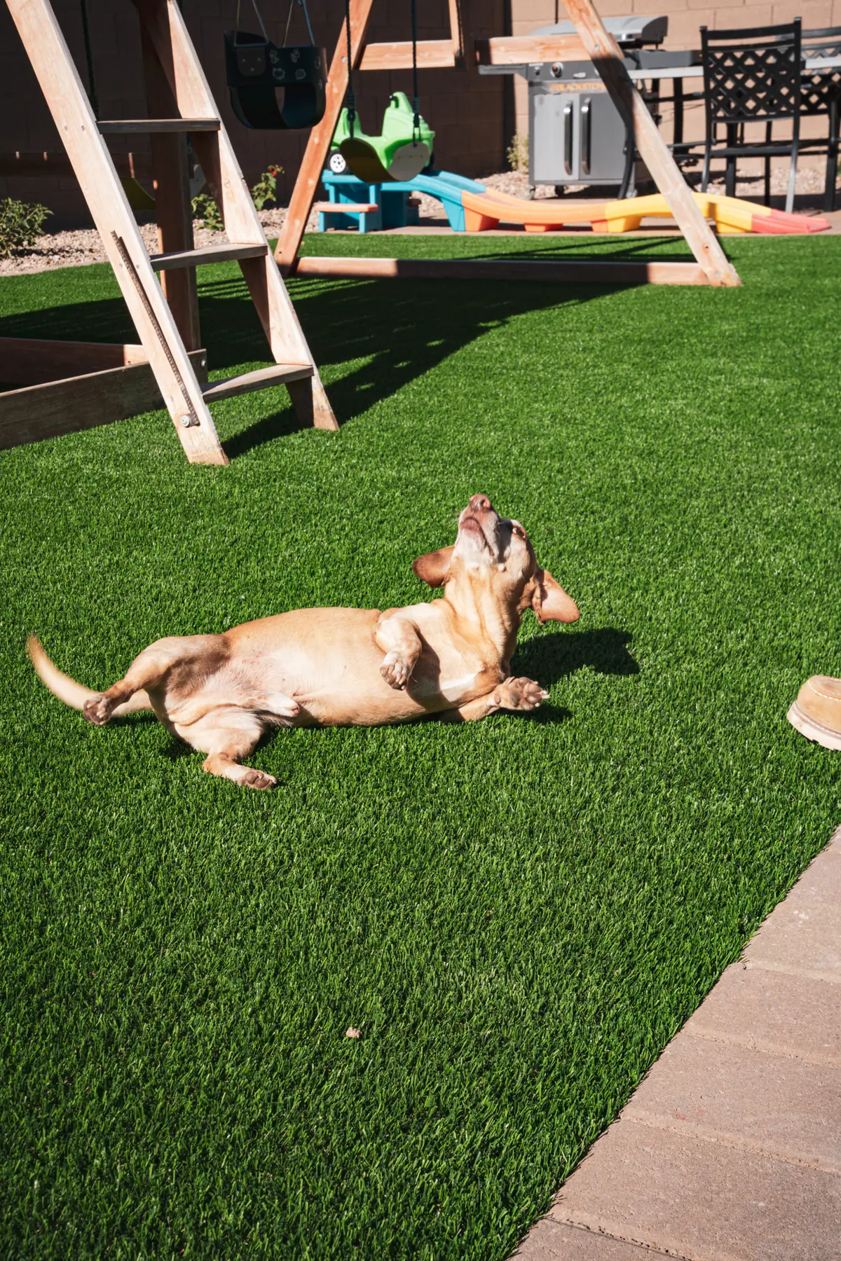 Pet Turf before transformation