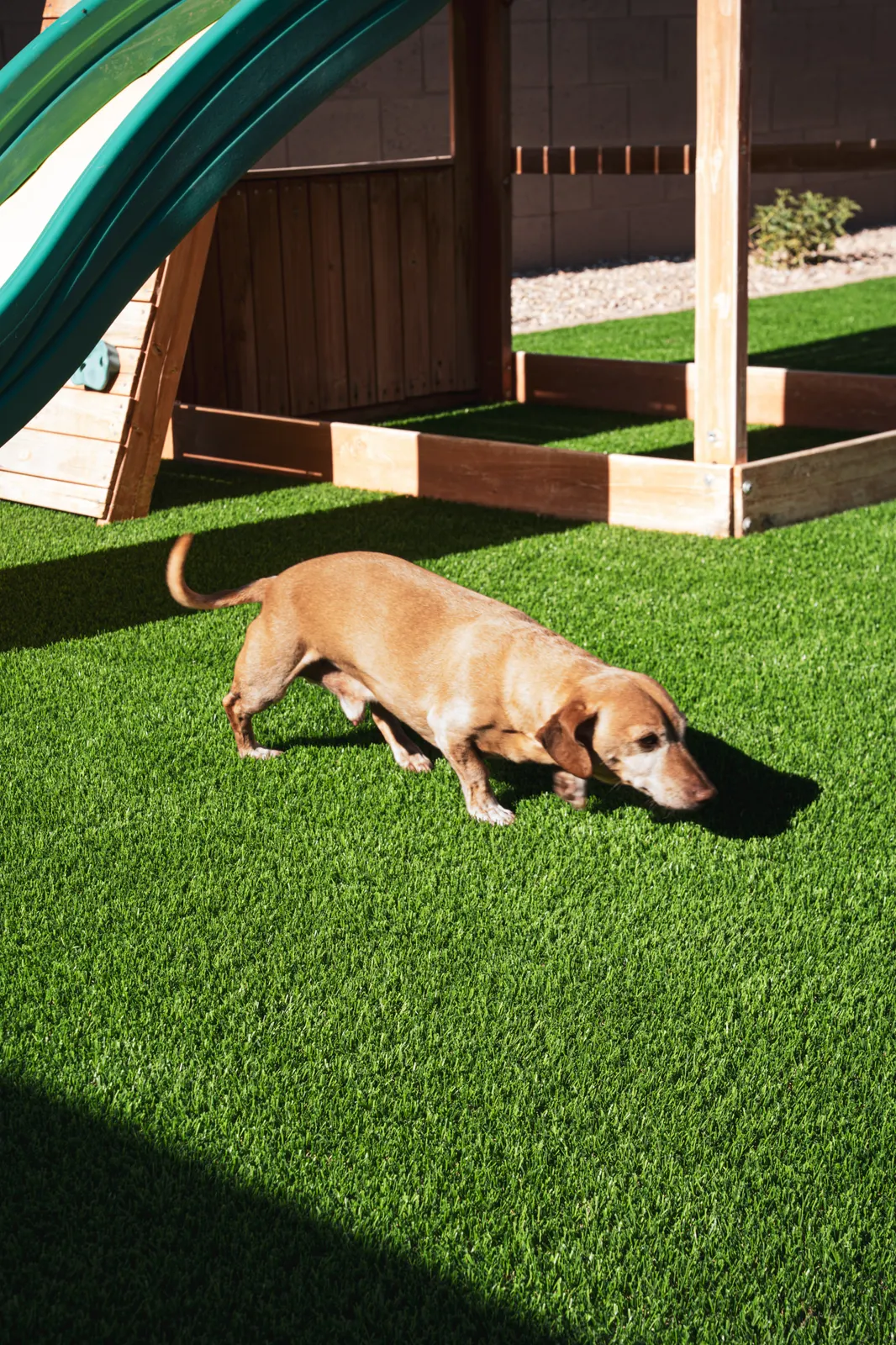Pet Turf